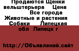 Продаются Щенки вельштерьера  › Цена ­ 27 000 - Все города Животные и растения » Собаки   . Липецкая обл.,Липецк г.